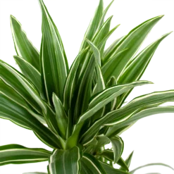 Dracaena White Stripe - Op Stam - Drakenbloedboom - P17 H65 - Kamerplant -Goedkope Groen Tuin Geluk Winkel dracaena white stripe drakenbloedboom p17 h55 5