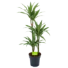 Dracaena White Stripe - Op Stam - Drakenbloedboom - P21 H100 - Kamerplant -Goedkope Groen Tuin Geluk Winkel dracaena white stripe op stam drakenbloedboom p21 h100 1 1