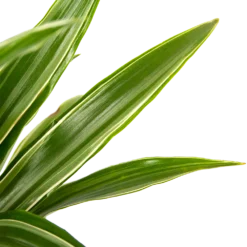 Dracaena White Stripe - Op Stam - Drakenbloedboom - P21 H100 - Kamerplant -Goedkope Groen Tuin Geluk Winkel dracaena white stripe op stam drakenbloedboom p21 h100 6 1