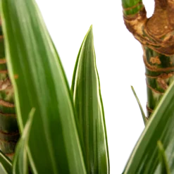 Dracaena White Stripe - Op Stam - Drakenbloedboom - P24 H150 - Kamerplant -Goedkope Groen Tuin Geluk Winkel dracaena white stripe op stam drakenbloedboom p24 h150 6 1