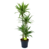 Dracaena White Stripe - Op Stam - Drakenbloedboom - P27 H150 - Kamerplant 1 Dracaena White Stripe - Op Stam - Drakenbloedboom - P27 H150 - Kamerplant -Goedkope Groen Tuin Geluk Winkel dracaena white stripe op stam drakenbloedboom p27 h150 1 2