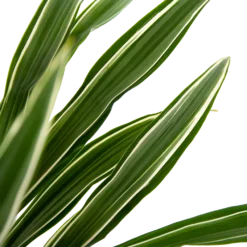 Dracaena White Stripe - Op Stam - Drakenbloedboom - P27 H150 - Kamerplant -Goedkope Groen Tuin Geluk Winkel dracaena white stripe op stam drakenbloedboom p27 h150 6 2