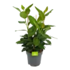 Ficus Benghalensis Audrey - Groene Vijg - Toef - P27 H80 - Kamerplant 1 Ficus Benghalensis Audrey - Groene Vijg - Toef - P27 H80 - Kamerplant -Goedkope Groen Tuin Geluk Winkel ficus benghalensis audrey groene vijg toef p27 h80 kamerplant 1
