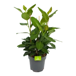 Goedkope Groen Tuin Geluk Winkel 31 Ficus Benghalensis Audrey - Groene Vijg - Toef - P27 H80 - Kamerplant