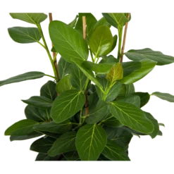 Goedkope Groen Tuin Geluk Winkel -Goedkope Groen Tuin Geluk Winkel ficus benghalensis audrey groene vijg toef p27 h80 kamerplant 2