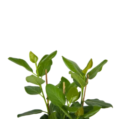 Ficus Benghalensis Audrey - Groene Vijg - Toef - P27 H80 - Kamerplant -Goedkope Groen Tuin Geluk Winkel ficus benghalensis audrey groene vijg toef p27 h80 kamerplant 4