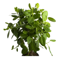 Ficus Benghalensis Audrey Op Stam - Groene Vijg - P31 H120 - Kamerplant -Goedkope Groen Tuin Geluk Winkel ficus benghalensis audrey op stam groene vijg p31 h120 2