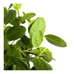 Ficus Benghalensis Audrey Op Stam - Groene Vijg - P31 H120 - Kamerplant -Goedkope Groen Tuin Geluk Winkel ficus benghalensis audrey op stam groene vijg p31 h120 3