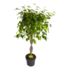Ficus Benjamina Exotica Op Gevlochten Stam - Treurvijg - P24 H100 - Kamerplant -Goedkope Groen Tuin Geluk Winkel ficus benjamina exotica op gevlochten stam treurvijg p24 h100 1