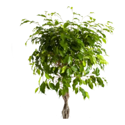 Ficus Benjamina Exotica Op Gevlochten Stam - Treurvijg - P24 H100 - Kamerplant -Goedkope Groen Tuin Geluk Winkel ficus benjamina exotica op gevlochten stam treurvijg p24 h100 2