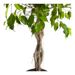 Ficus Benjamina Exotica Op Gevlochten Stam - Treurvijg - P24 H100 - Kamerplant -Goedkope Groen Tuin Geluk Winkel ficus benjamina exotica op gevlochten stam treurvijg p24 h100 3