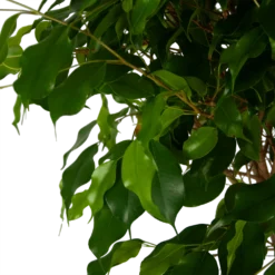 Ficus Benjamina Exotica Op Gevlochten Stam - Treurvijg - P27 H140 - Kamerplant -Goedkope Groen Tuin Geluk Winkel ficus benjamina exotica op gevlochten stam treurvijg p27 h140 5