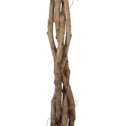 Ficus Benjamina Exotica Op Gevlochten Stam - Treurvijg - P27 H140 - Kamerplant -Goedkope Groen Tuin Geluk Winkel ficus benjamina exotica op gevlochten stam treurvijg p27 h140 6