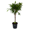 Ficus Binnendijkii Amstel King Op Stam - Treurvijg - P31 H140 - Kamerplant -Goedkope Groen Tuin Geluk Winkel ficus binnendijkii amstel king op stam treurvijg p31 h140 1