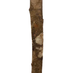 Ficus Binnendijkii Amstel King Op Stam - Treurvijg - P31 H140 - Kamerplant -Goedkope Groen Tuin Geluk Winkel ficus binnendijkii amstel king op stam treurvijg p31 h140 6