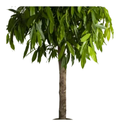 Ficus Binnendijkii Amstel King Op Stam - Treurvijg - P40 H170 - Kamerplant -Goedkope Groen Tuin Geluk Winkel ficus binnendijkii amstel king op stam treurvijg p40 h170 4