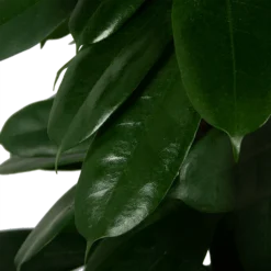 Ficus Cyathistipula - Groene Vijg - Op Zuil - P29 H150 - Kamerplant -Goedkope Groen Tuin Geluk Winkel ficus cyathistipula groene vijg op zuil p29 h150 5