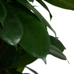 Ficus Cyathistipula - Groene Vijg - Op Zuil - P29 H150 - Kamerplant -Goedkope Groen Tuin Geluk Winkel ficus cyathistipula groene vijg op zuil p29 h150 6