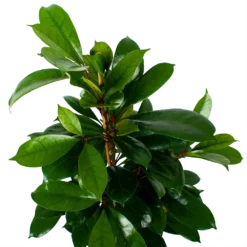 Ficus Cyathistipula - Groene Vijg - Toef - P21 H105 - Kamerplant -Goedkope Groen Tuin Geluk Winkel ficus cyathistipula groene vijg toef p21 h105 6 1