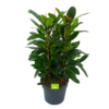 Ficus Cyathistipula - Groene Vijg - Toef - P34 H120 - Kamerplant 2 Ficus Cyathistipula - Groene Vijg - Toef - P34 H120 - Kamerplant -Goedkope Groen Tuin Geluk Winkel ficus cyathistipula groene vijg toef p34 h120 1 3