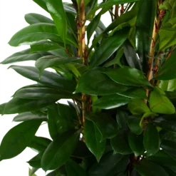 Ficus Cyathistipula - Groene Vijg - Toef - P34 H120 - Kamerplant -Goedkope Groen Tuin Geluk Winkel ficus cyathistipula groene vijg toef p34 h120 6 3