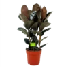 Ficus Elastica Abidjan - Rubberboom - P27 H100 - Kamerplant -Goedkope Groen Tuin Geluk Winkel ficus elastica abidjan treurvijg p27 h100 4