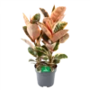Ficus Elastica Belize - Rubberboom - P27 H100 - Kamerplant -Goedkope Groen Tuin Geluk Winkel ficus elastica belize rubberboom p27 h100 1