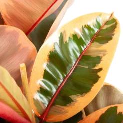 Ficus Elastica Belize - Rubberboom - P27 H100 - Kamerplant -Goedkope Groen Tuin Geluk Winkel ficus elastica belize rubberboom p27 h100 6