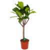 Ficus Lyrata Op Stam - Tabaksplant - P30 H150 - Kamerplant -Goedkope Groen Tuin Geluk Winkel ficus lyrata op stam tabaksplant p30 h150 kamerplant 1