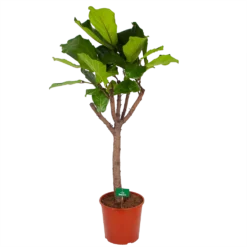 Ficus Lyrata Op Stam - Tabaksplant - P30 H150 - Kamerplant