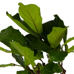 Ficus Lyrata Op Stam - Tabaksplant - P30 H150 - Kamerplant 8 Ficus Lyrata Op Stam - Tabaksplant - P30 H150 - Kamerplant -Goedkope Groen Tuin Geluk Winkel ficus lyrata op stam tabaksplant p30 h150 kamerplant 4