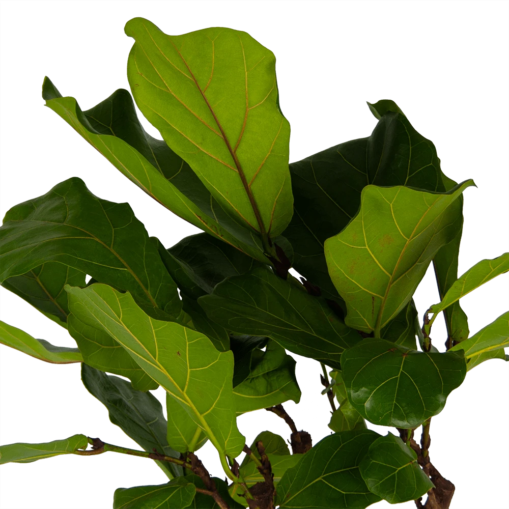 Ficus Lyrata Op Stam - Tabaksplant - P30 H150 - Kamerplant 5 Ficus Lyrata Op Stam - Tabaksplant - P30 H150 - Kamerplant - Afbeelding 3