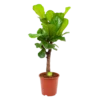 Ficus Lyrata Vertakt - Tabaksplant - P27 H110 - Kamerplant -Goedkope Groen Tuin Geluk Winkel ficus lyrata tabaksplant p27 h110 1 1