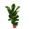 Ficus Lyrata - Tabaksplant - Toef - P17 H90 - Kamerplant -Goedkope Groen Tuin Geluk Winkel ficus lyrata tabaksplant toef p17 h90 1