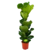 Ficus Lyrata - Tabaksplant - Toef - P21 H90 - Kamerplant -Goedkope Groen Tuin Geluk Winkel ficus lyrata tabaksplant toef p21 h90 1 1