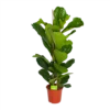 Ficus Lyrata - Tabaksplant - Toef - P24 H120 - Kamerplant -Goedkope Groen Tuin Geluk Winkel ficus lyrata tabaksplant toef p24 h120 1