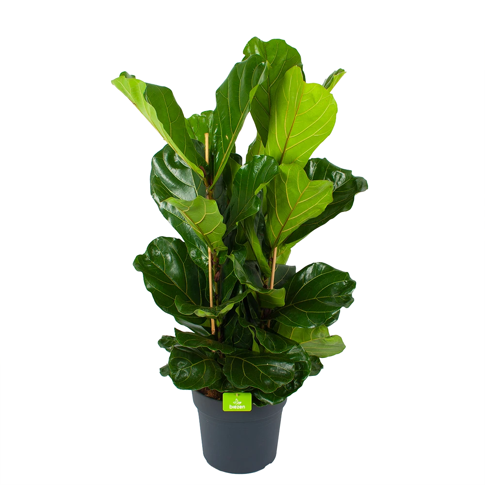 Ficus Lyrata - Tabaksplant - Toef - P34 H120 - Kamerplant 3 Ficus Lyrata - Tabaksplant - Toef - P34 H120 - Kamerplant