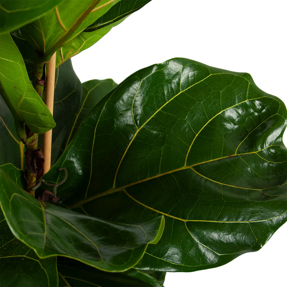 Ficus Lyrata - Tabaksplant - Toef - P34 H120 - Kamerplant 4 Ficus Lyrata - Tabaksplant - Toef - P34 H120 - Kamerplant - Afbeelding 2