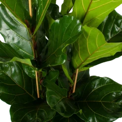 Ficus Lyrata - Tabaksplant - Toef - P34 H120 - Kamerplant 9 Ficus Lyrata - Tabaksplant - Toef - P34 H120 - Kamerplant -Goedkope Groen Tuin Geluk Winkel ficus lyrata tabaksplant toef p34 h120 5 3