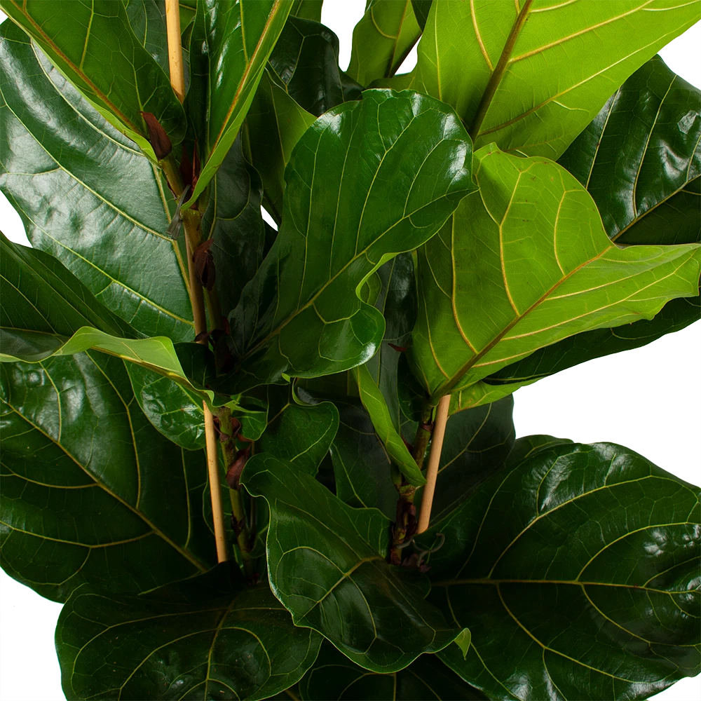 Ficus Lyrata - Tabaksplant - Toef - P34 H120 - Kamerplant 5 Ficus Lyrata - Tabaksplant - Toef - P34 H120 - Kamerplant - Afbeelding 3