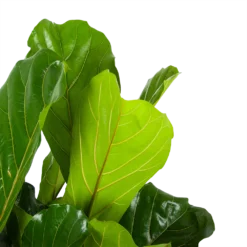 Ficus Lyrata - Tabaksplant - Toef - P34 H120 - Kamerplant 10 Ficus Lyrata - Tabaksplant - Toef - P34 H120 - Kamerplant -Goedkope Groen Tuin Geluk Winkel ficus lyrata tabaksplant toef p34 h120 6 3