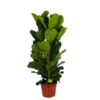 Ficus Lyrata - Tabaksplant - Toef - P35 H150 - Kamerplant 2 Ficus Lyrata - Tabaksplant - Toef - P35 H150 - Kamerplant -Goedkope Groen Tuin Geluk Winkel ficus lyrata tabaksplant toef p35 h150 1
