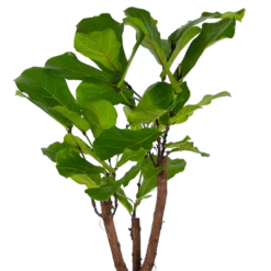 Ficus Lyrata Vertakt - Tabaksplant - P27 H140 - Kamerplant -Goedkope Groen Tuin Geluk Winkel ficus lyrata vertakt tabaksplant p27 h140 kamerplant 3