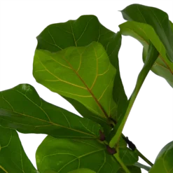 Ficus Lyrata Vertakt - Tabaksplant - P27 H140 - Kamerplant -Goedkope Groen Tuin Geluk Winkel ficus lyrata vertakt tabaksplant p27 h140 kamerplant 4