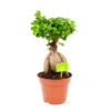 Ficus Microcarpa Ginseng - Bonsai - P17 H40 - Kamerplant -Goedkope Groen Tuin Geluk Winkel ficus microcarpa ginseng bonsai p17 h40 1