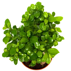 Ficus Microcarpa Ginseng - Bonsai - P17 H40 - Kamerplant -Goedkope Groen Tuin Geluk Winkel ficus microcarpa ginseng bonsai p17 h40 6