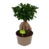 Ficus Microcarpa Ginseng - Bonsai - P20 H45 - Kamerplant -Goedkope Groen Tuin Geluk Winkel ficus microcarpa ginseng bonsai p20 h45 1