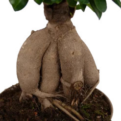 Ficus Microcarpa Ginseng - Bonsai - P20 H45 - Kamerplant -Goedkope Groen Tuin Geluk Winkel ficus microcarpa ginseng bonsai p20 h45 6