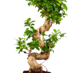 Ficus Microcarpa Ginseng - Bonsai - P21 H65 - Kamerplant -Goedkope Groen Tuin Geluk Winkel ficus microcarpa ginseng bonsai p21 h65 5