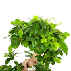 Ficus Microcarpa Ginseng - Bonsai - P21 H65 - Kamerplant -Goedkope Groen Tuin Geluk Winkel ficus microcarpa ginseng bonsai p21 h65 6